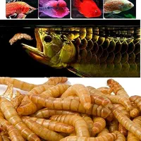 خوراک بچه ماهی کپور