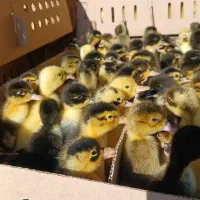 جوجه اردک پکنی گوشتی ونگهداشتنی ۳ روزه دانه ۲۲هزار