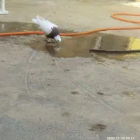 کبوتر طوقی کاکول پاپر|پرنده|مسجد سلیمان, |دیوار