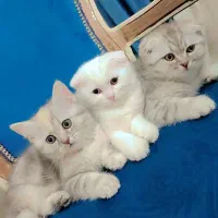 گربه اسکاتیش|گربه|شیراز, قلات|دیوار