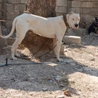 واگذاری داگو 13ماهه|سگ|وحدتیه, |دیوار