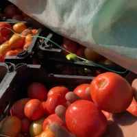 فروش گوجه|عمده‌فروشی|درودزن, |دیوار