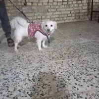 ســگ