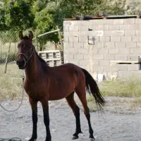 اسب نریان