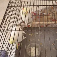 عروس هلندی مولد|پرنده|صدرا-فارس, فاز ۱|دیوار