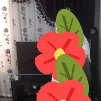 والان پرده|پرده، رانر، رومیزی|اسلامشهر, شهرک محمدیه|دیوار