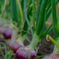 استخدام پیازکار حرفه‌ای