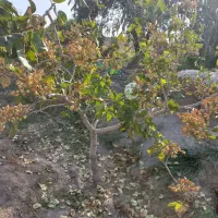 فروش باغ مشجرگوگان محله ایستگاه راه آهن گوگان|فروش دفتر صنعتی، کشاورزی، تجاری|گوگان, |دیوار