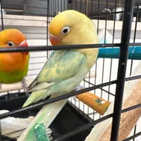 طوطی برزیلی پاربلو|پرنده|تهران, الهیه|دیوار