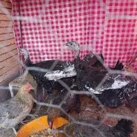 بوقلمون جوان|حیوانات مزرعه|رفسنجان, |دیوار