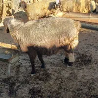 قوچ|حیوانات مزرعه|لوداب, |دیوار