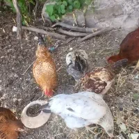 مرغ وخروس  گلپایگان