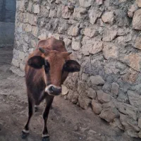 گاو محلی|حیوانات مزرعه|خدا آفرین, |دیوار