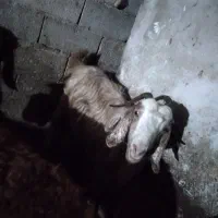 بز شیری چاق جوان
