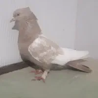 سینه کرمی مرتب|پرنده|شیروان (خراسان), |دیوار