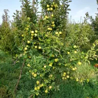 هرس درختان|خدمات باغبانی و درختکاری|ارومیه, |دیوار