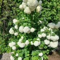 باغبانی|خدمات باغبانی و درختکاری|یزد, |دیوار