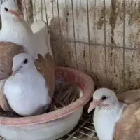 کبوتر دوکت پلاکی