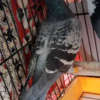 دوبر ماده|پرنده|اردبیل, |دیوار