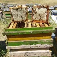 عسل قاب کوچیک سبلان|خوردنی و آشامیدنی|هیر, |دیوار