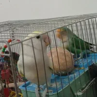 طوطی|پرنده|مرودشت, ژیان|دیوار