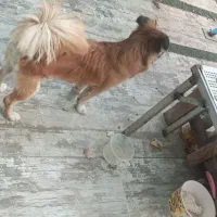 سگ پامر روباهی بک ساله