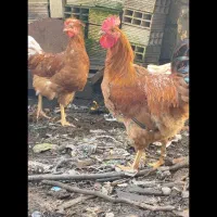 دو تا خروس‌ محلی‌‌ بالغ