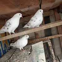 دو جفت کفتر اس پرشی خال قدیم|پرنده|گرگان, |دیوار