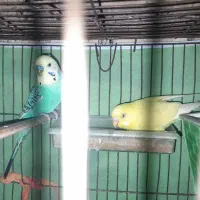 ۲تا نر مرغ عشق|پرنده|محمدیه-قزوین, |دیوار