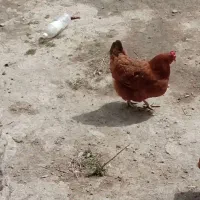 مرغ