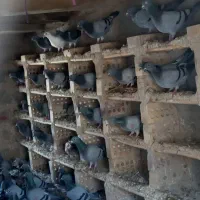 سبز دوخط اس