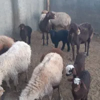 ۷ راس میش کج دندان