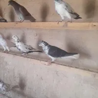 کفتر گرفتنی|پرنده|قم, شاه سید علی|دیوار