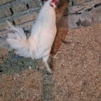 خروس اصیل گلین، کود رایگان|حیوانات مزرعه|وحیدیه, |دیوار