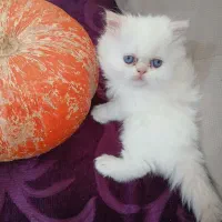 4گربه پرشین نژاد ردپوینت اصیل|گربه|زنجان, |دیوار