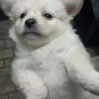 توله پامر سایز ریز خالص|سگ|مشهد, کوی المهدی|دیوار