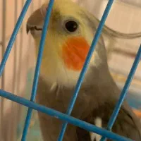 عروس هلندی|پرنده|بندر دیر, |دیوار