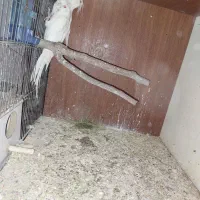 عروس البینو|پرنده|ماهدشت, |دیوار