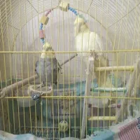 پرنده عروس هلندی