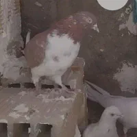 کبوتر گمشده