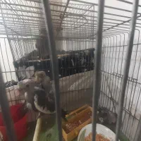 بچه عروس هلندی