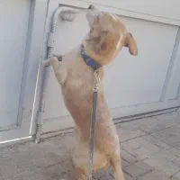 سگ پاپی نر|سگ|تربت جام, مطهری|دیوار