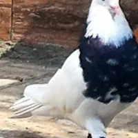 طوقی زرین الماسی درشت