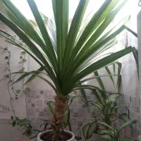 صندلی اصلاح|صندلی و نیمکت|شاهرود, |دیوار