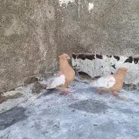 توافقی|پرنده|زرین دشت (فارس), |دیوار