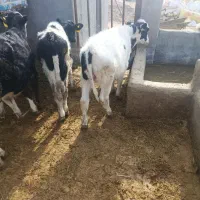 گوساله نر نود کیلویی|حیوانات مزرعه|جعفرآباد, |دیوار