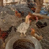 مرغ و خروس و جوجه عربی