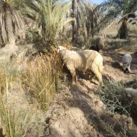 گوسفند اذعه دارخوین