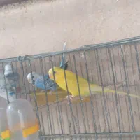 مرغ عشق وکبوتر