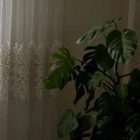 برگ‌ انجیری بزرگ ۲ متری|گل و گیاه طبیعی|اندیشه, شهرک مریم|دیوار